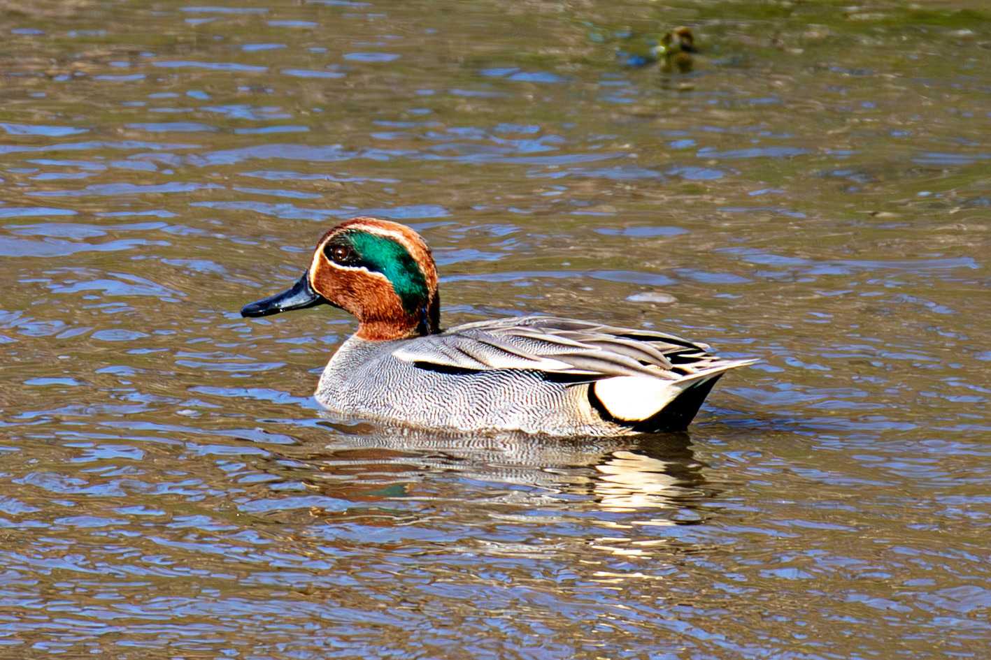 Teal at Bo'ness  19 March 2026