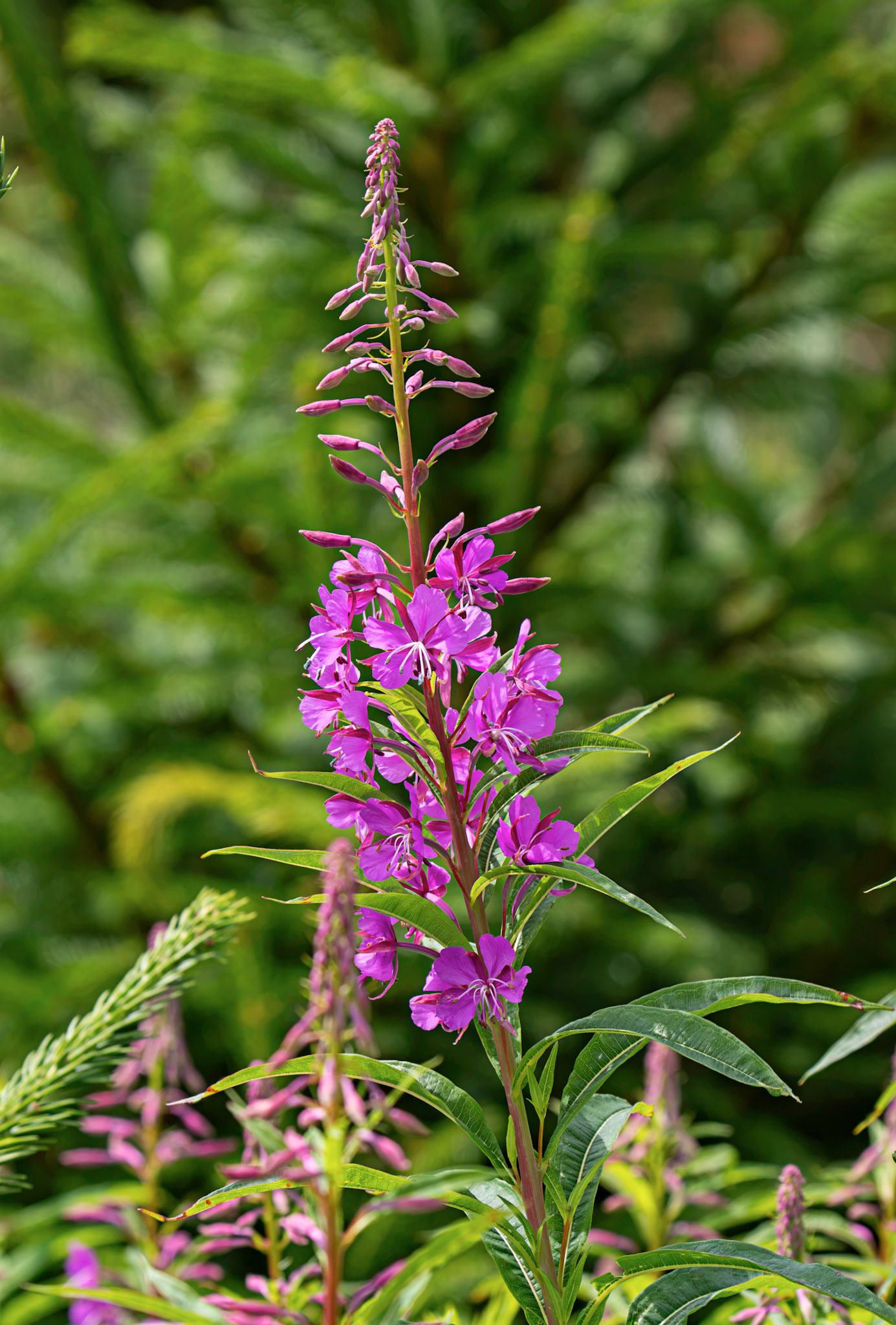 Rosebay Willowherb (Chamaenerion angustifolium) Harperrig 14 July 2026