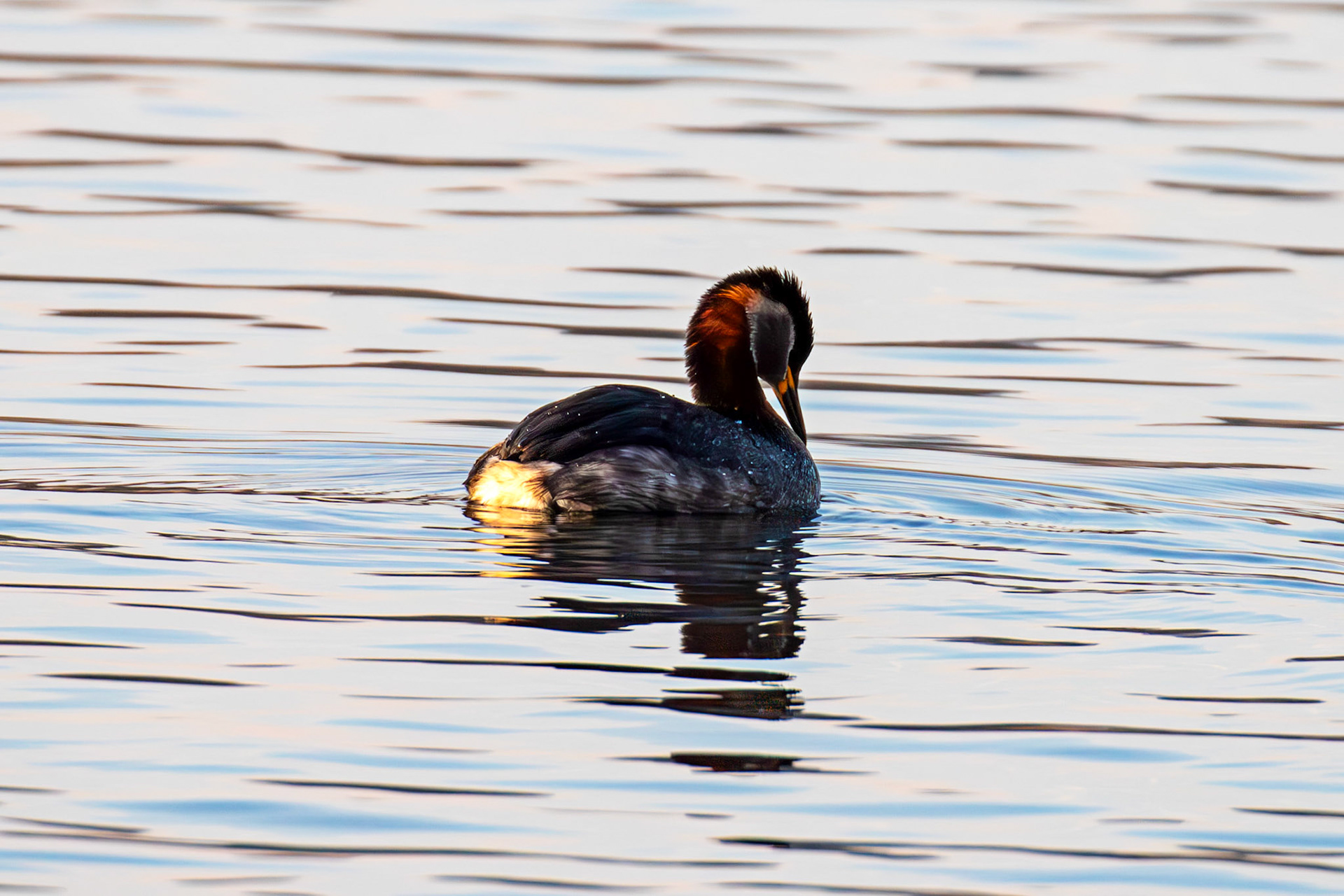Red Necked Grebe at Hogganfield Loch 19 March 2025