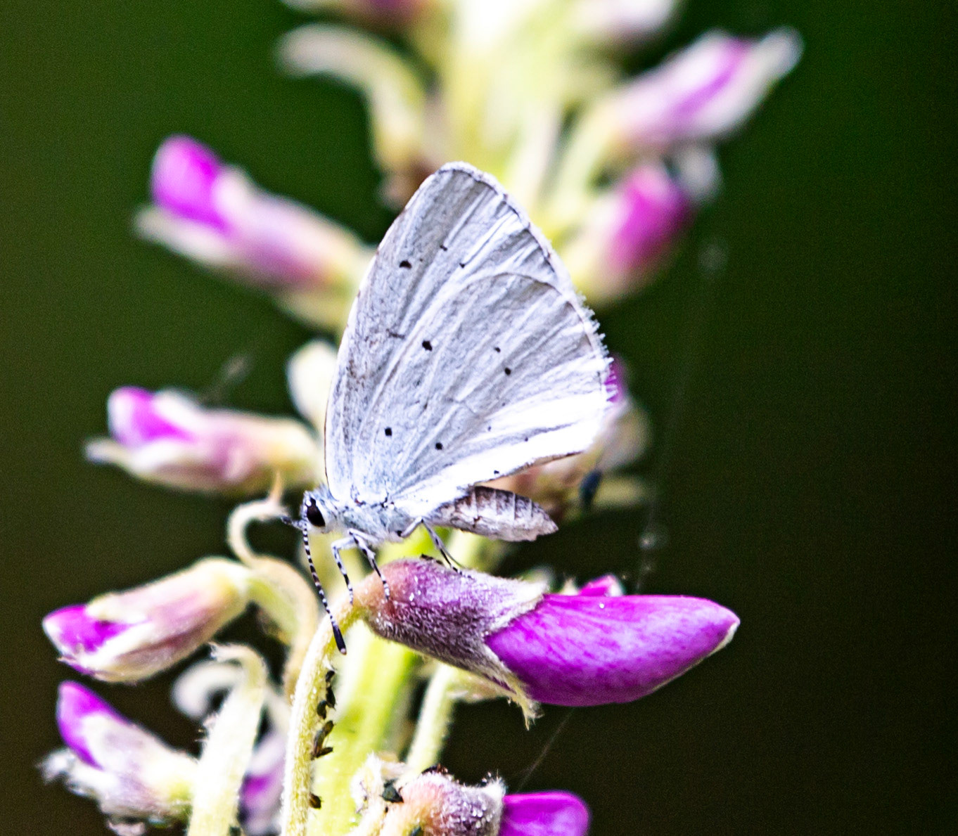 Butterflies in Siena Botanics 19 June 2024