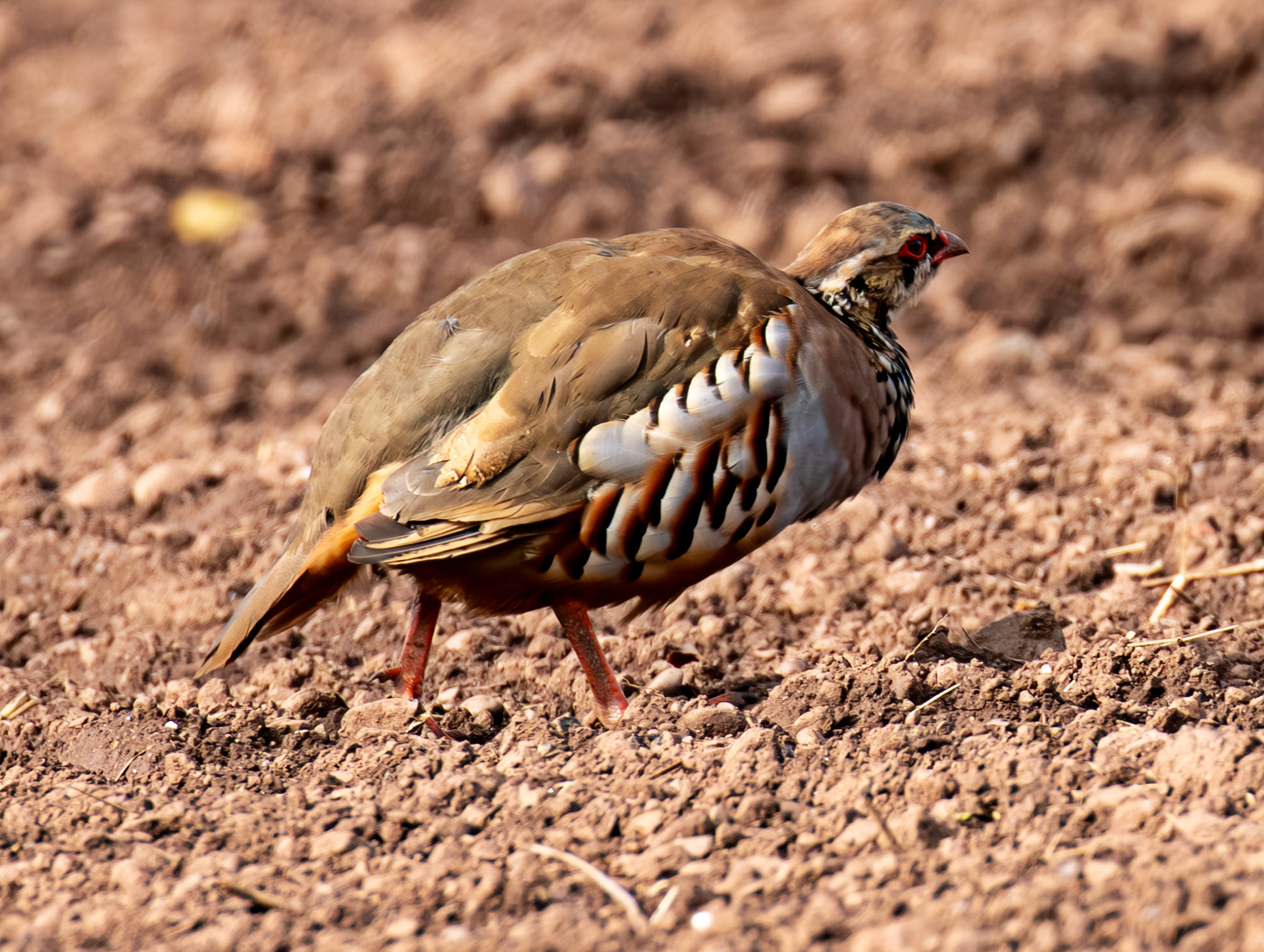 Thurston Mains - Red Legged Partridge 29 Sept 2024