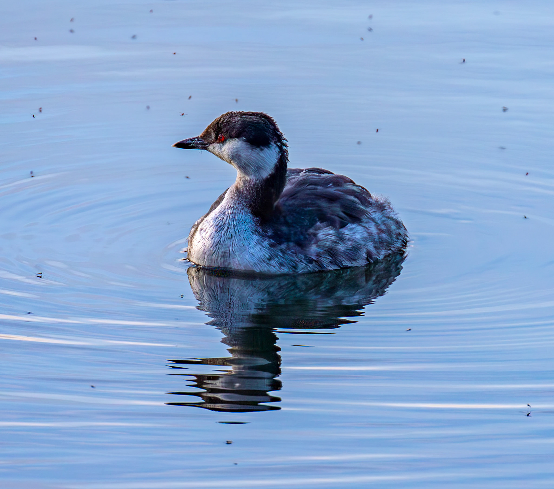 Slavonian Grebe at Linlithgow Loch 18 March 2026