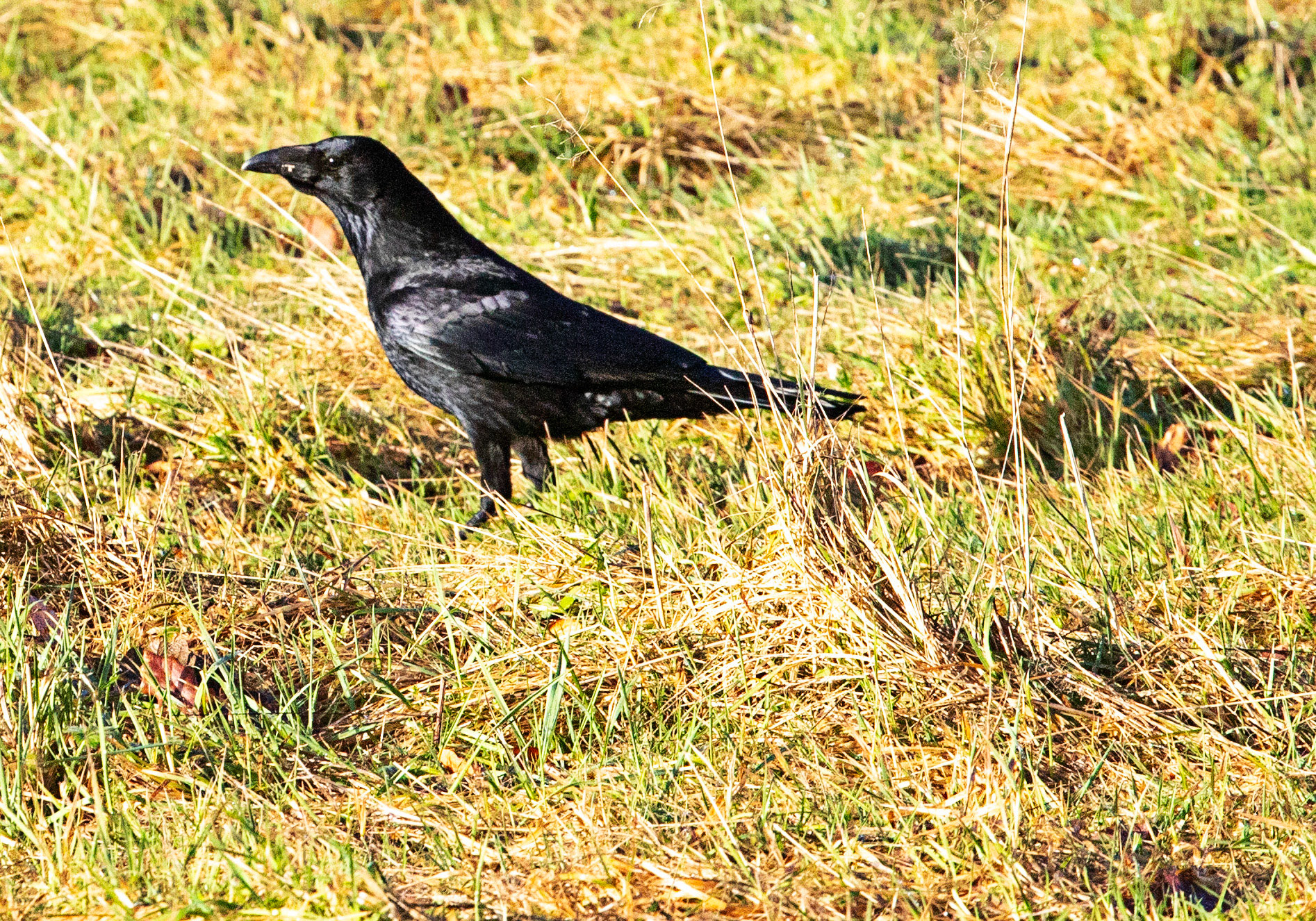 Carrion Crow - Livingston 01 January 2024