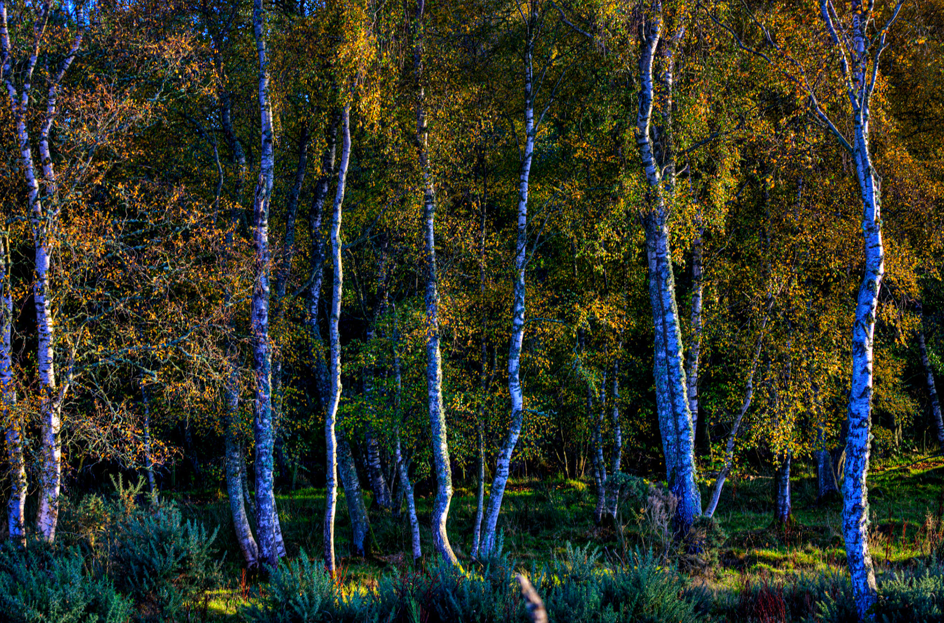 Autumn in Aberdeenshire 14 to 16 October 2022