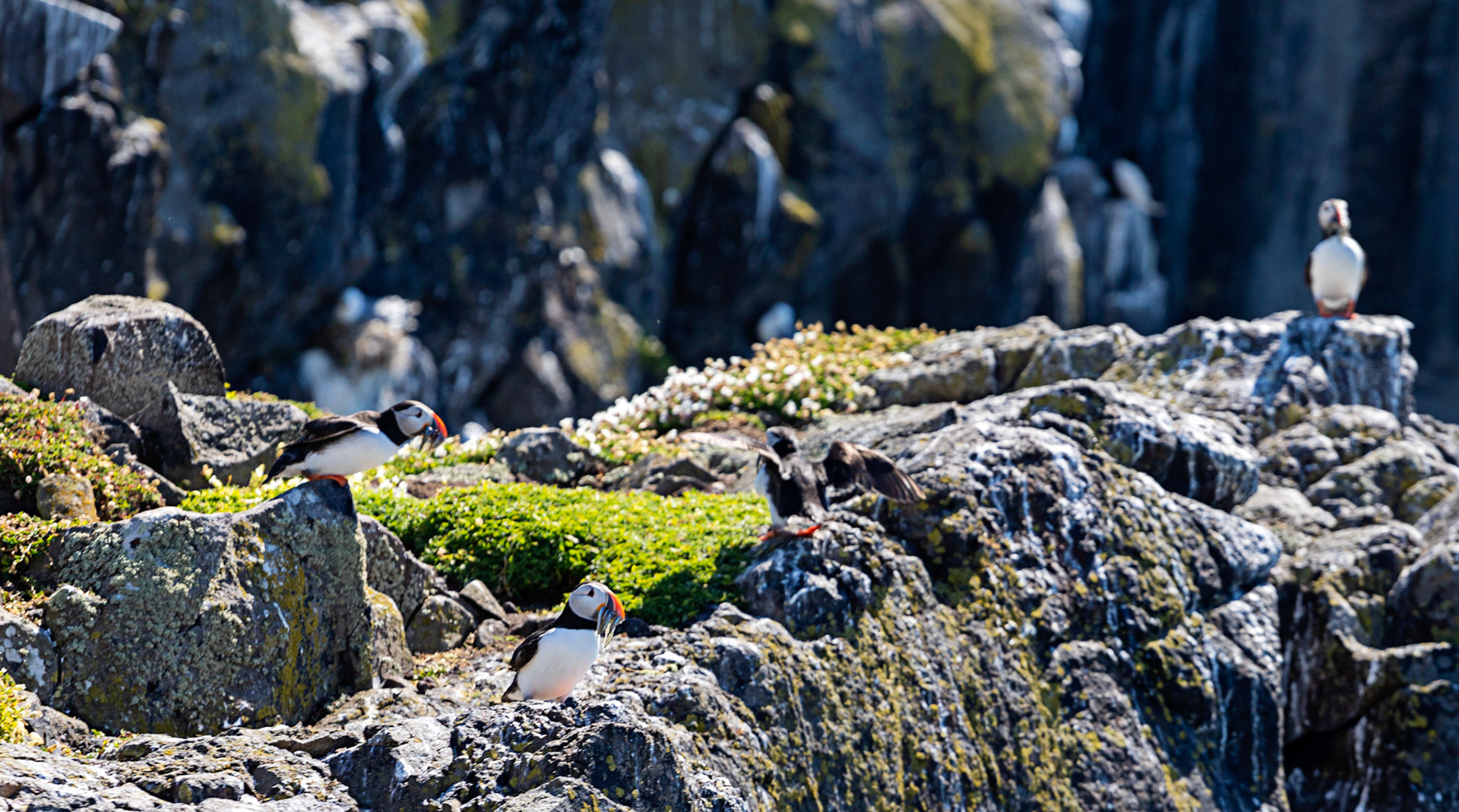 Puffin - Isle of May - 04 June 2022