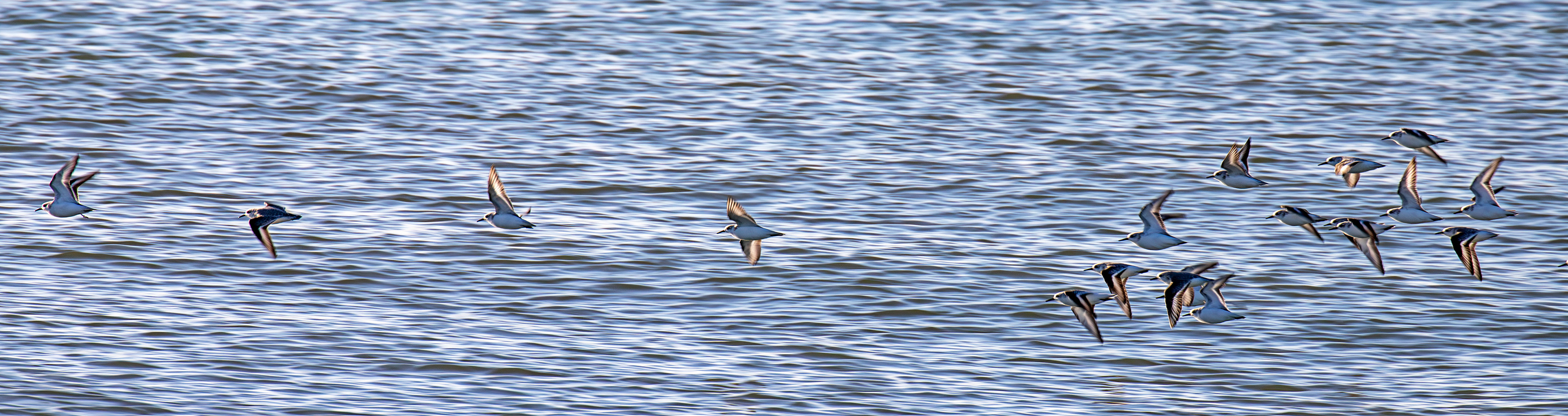 Sanderling at Titchfield Haven 02 January 2025