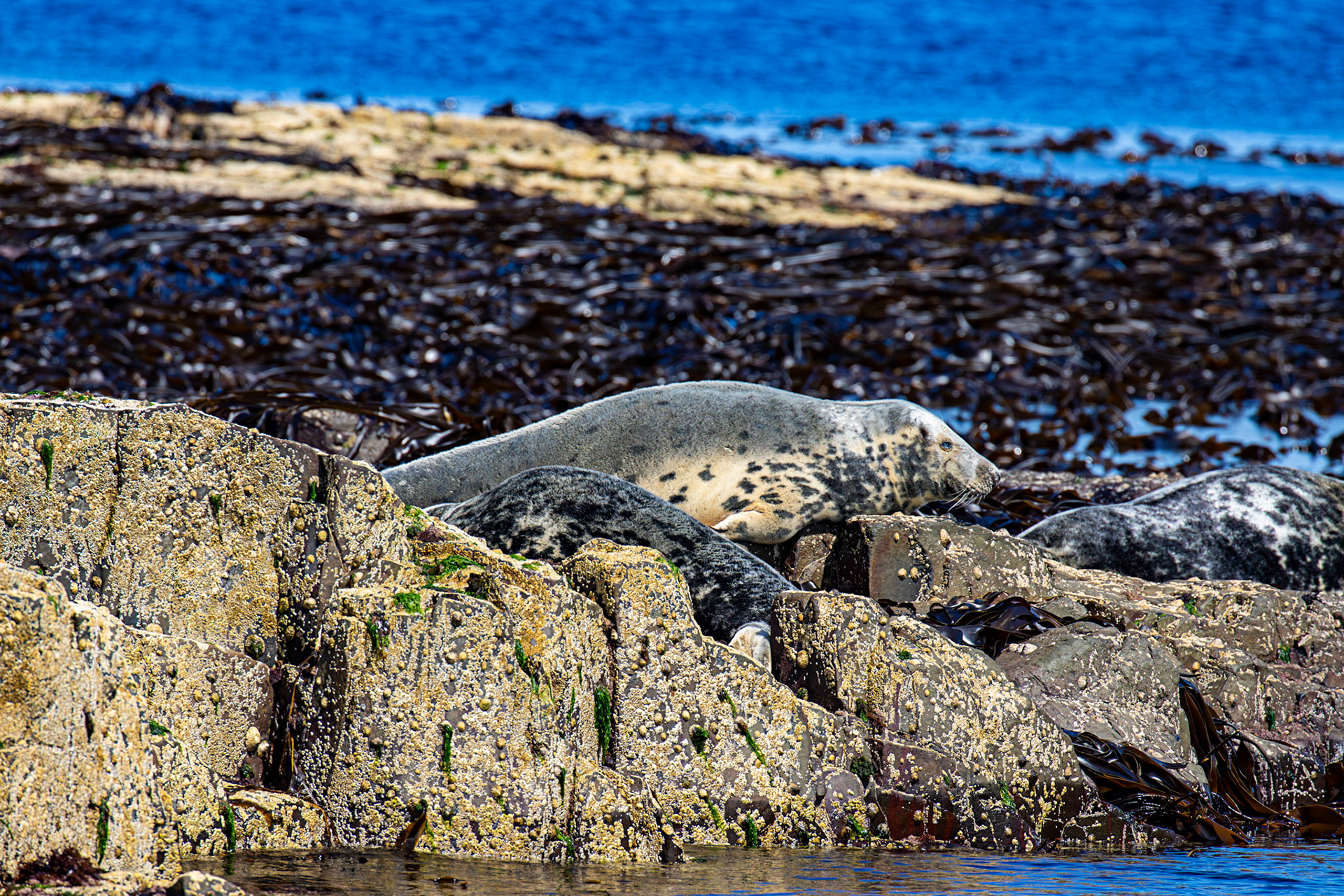 Grey Seals - Farne Islands 03 July 2026