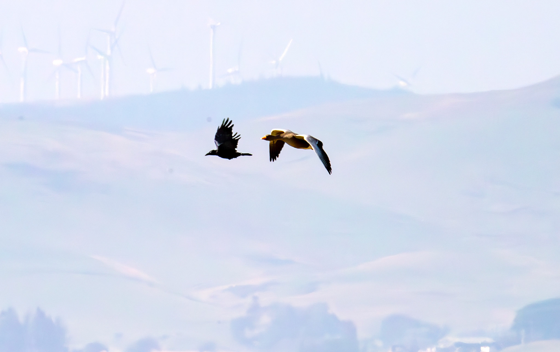 Greylag chasing Carrion Crow - RSPB Loch Leven 06 Sept 2024