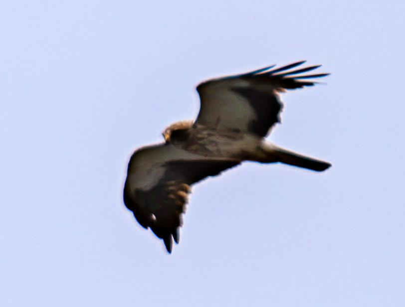 Booted Eagle (Hieraaetus pennatus) Lixa 26 August 2026