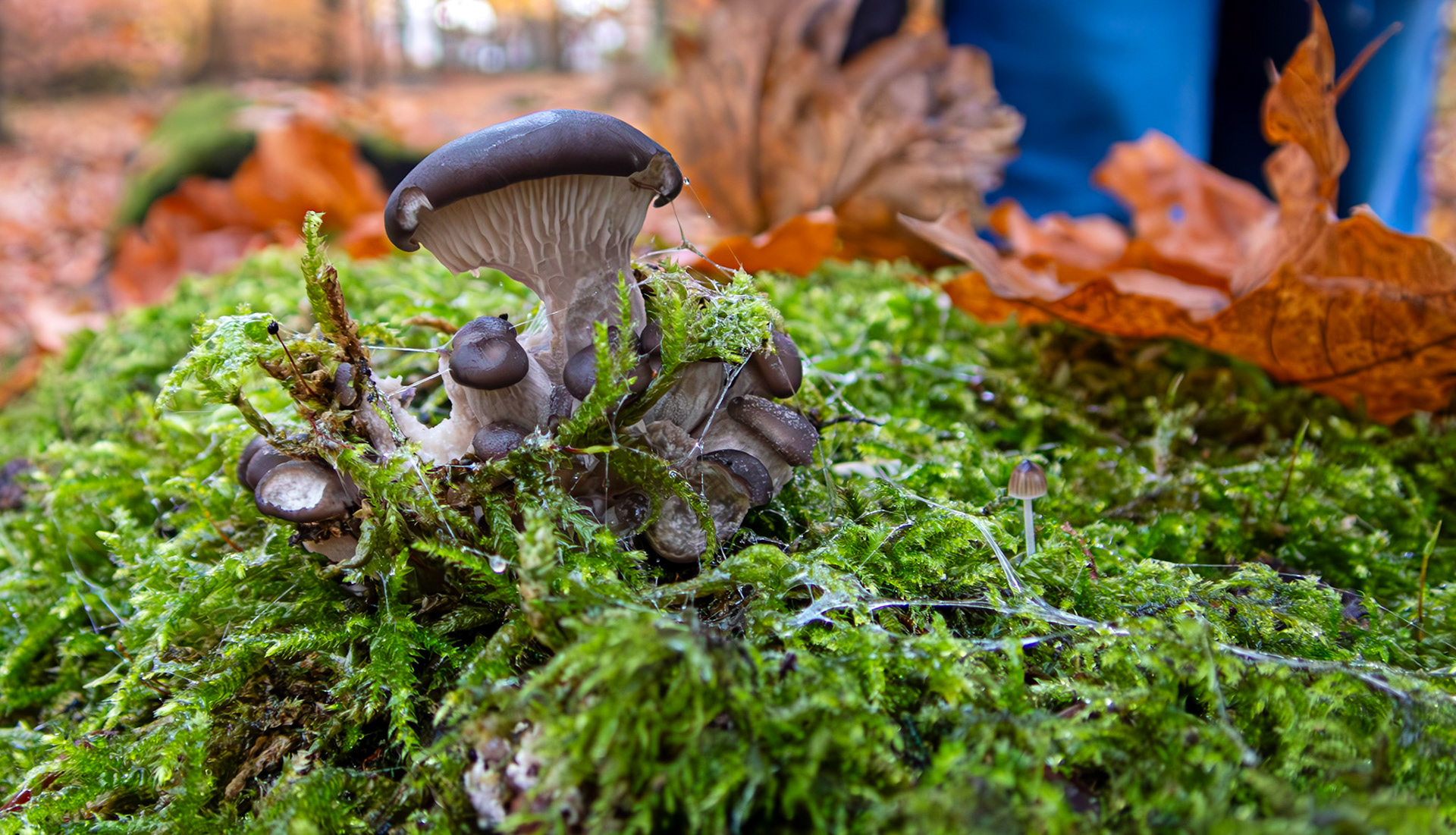 Oyster mushrooms (Pleurotus ostreatus) and tiny Mycena galopus (milking bonnet) Deans Woods 08 November 2025
