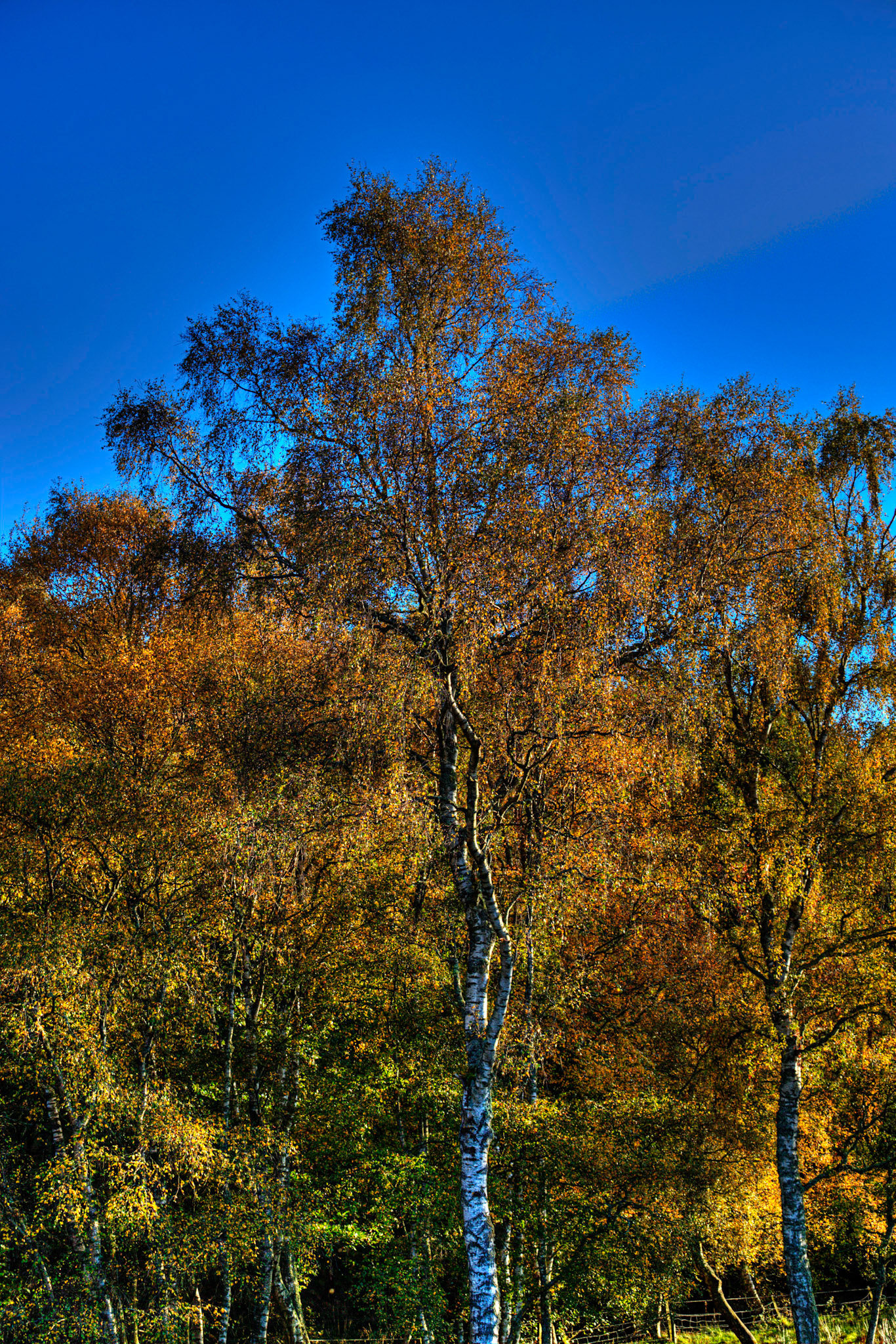 Autumn in Aberdeenshire 14 to 16 October 2022