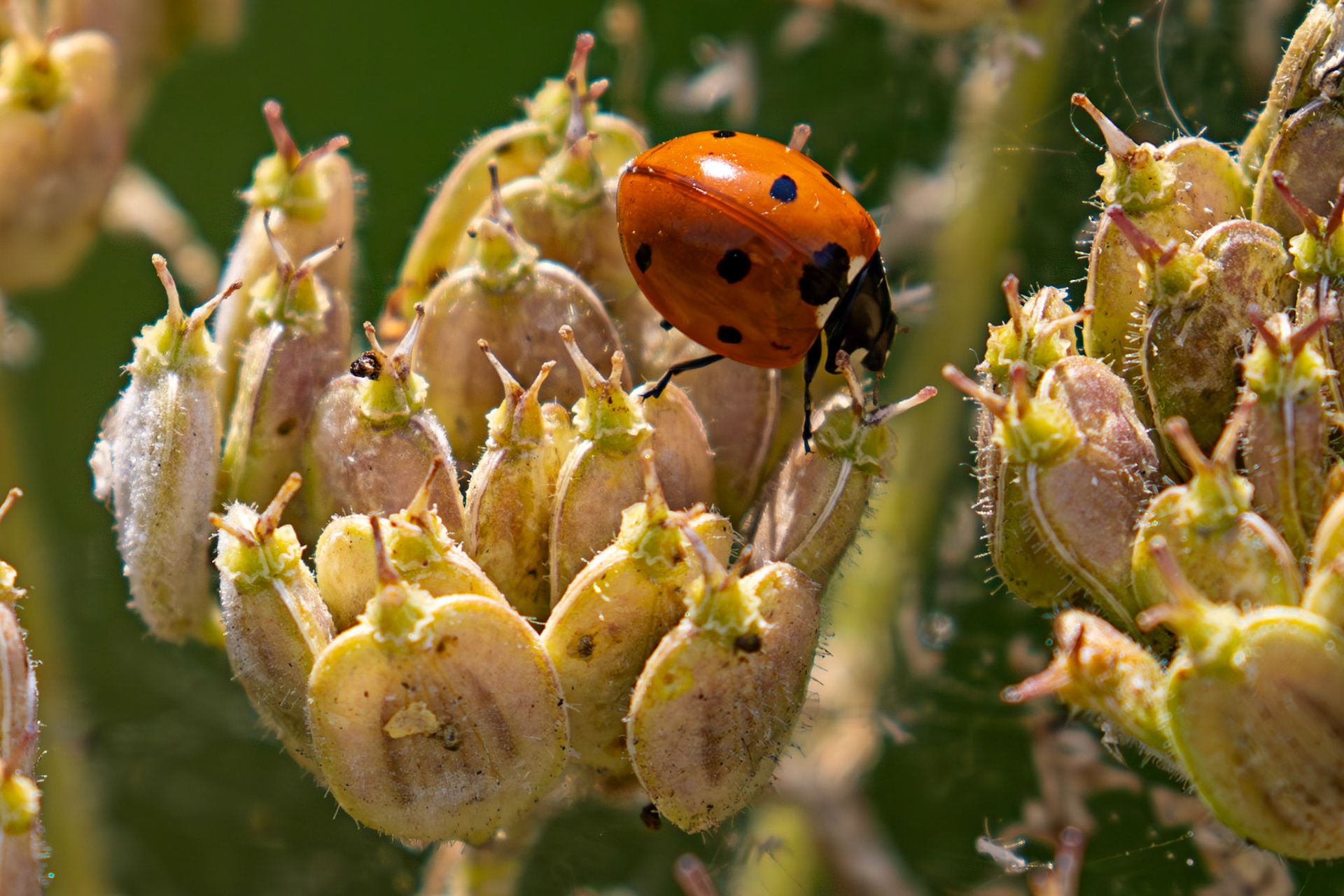 Seven-spot Ladybird (Coccinella septempunctata) Burnham 06 August 2025