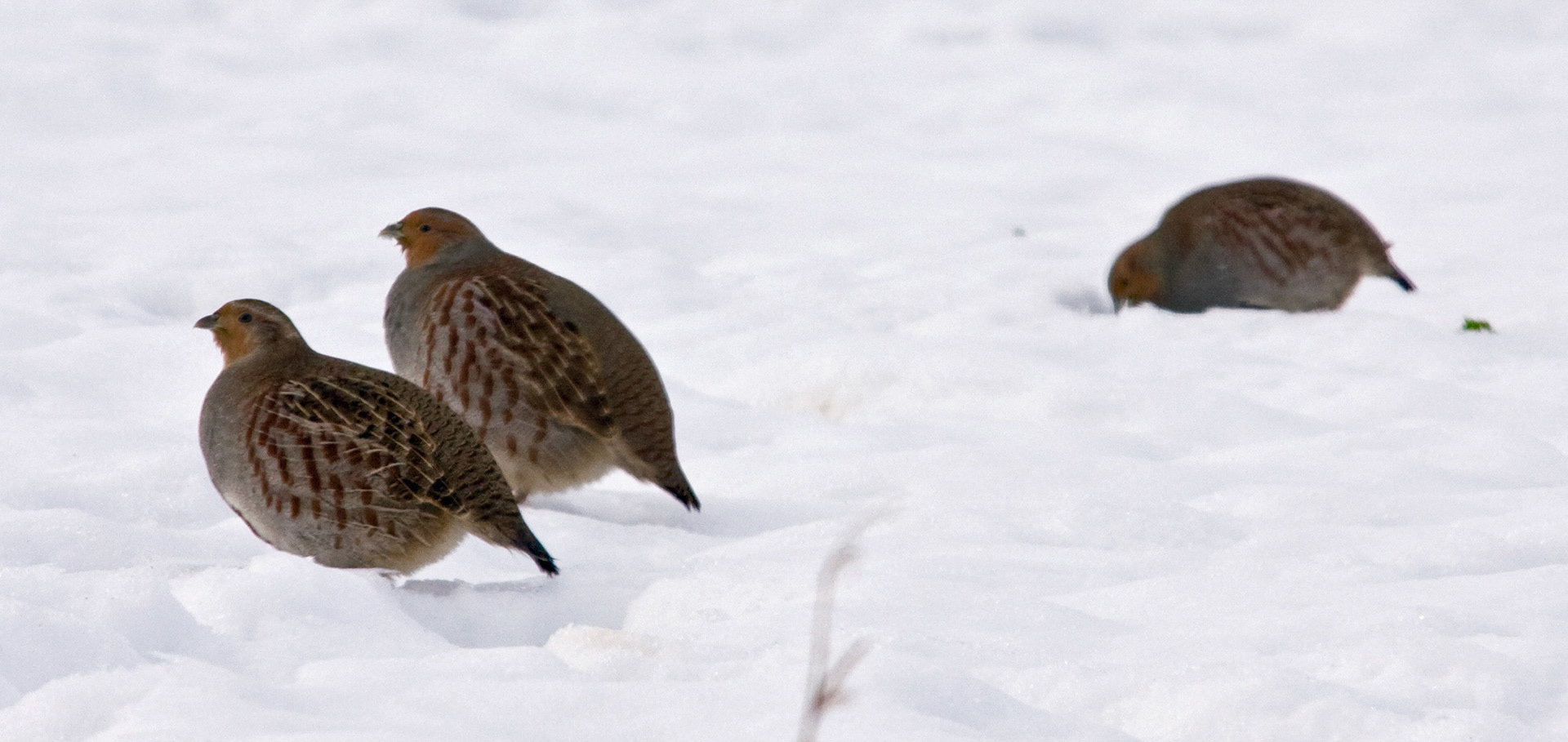 Grey Partridge Long Dalmahoy Please see my other Photographs at: http://www.jamespdeans.co.uk/