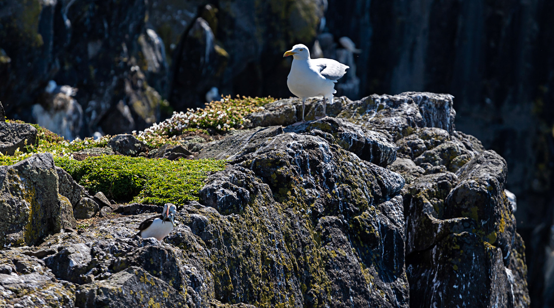 Puffin - Isle of May - 04 June 2022