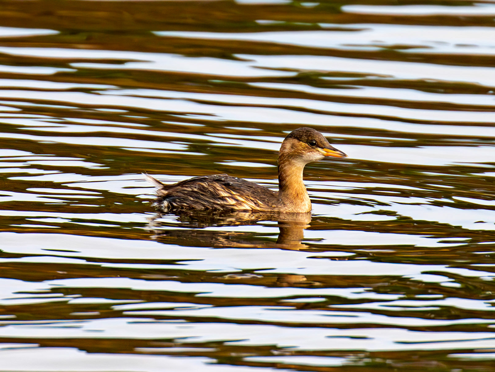 Little Grebe. Linlithgow Loch 02 December 2024