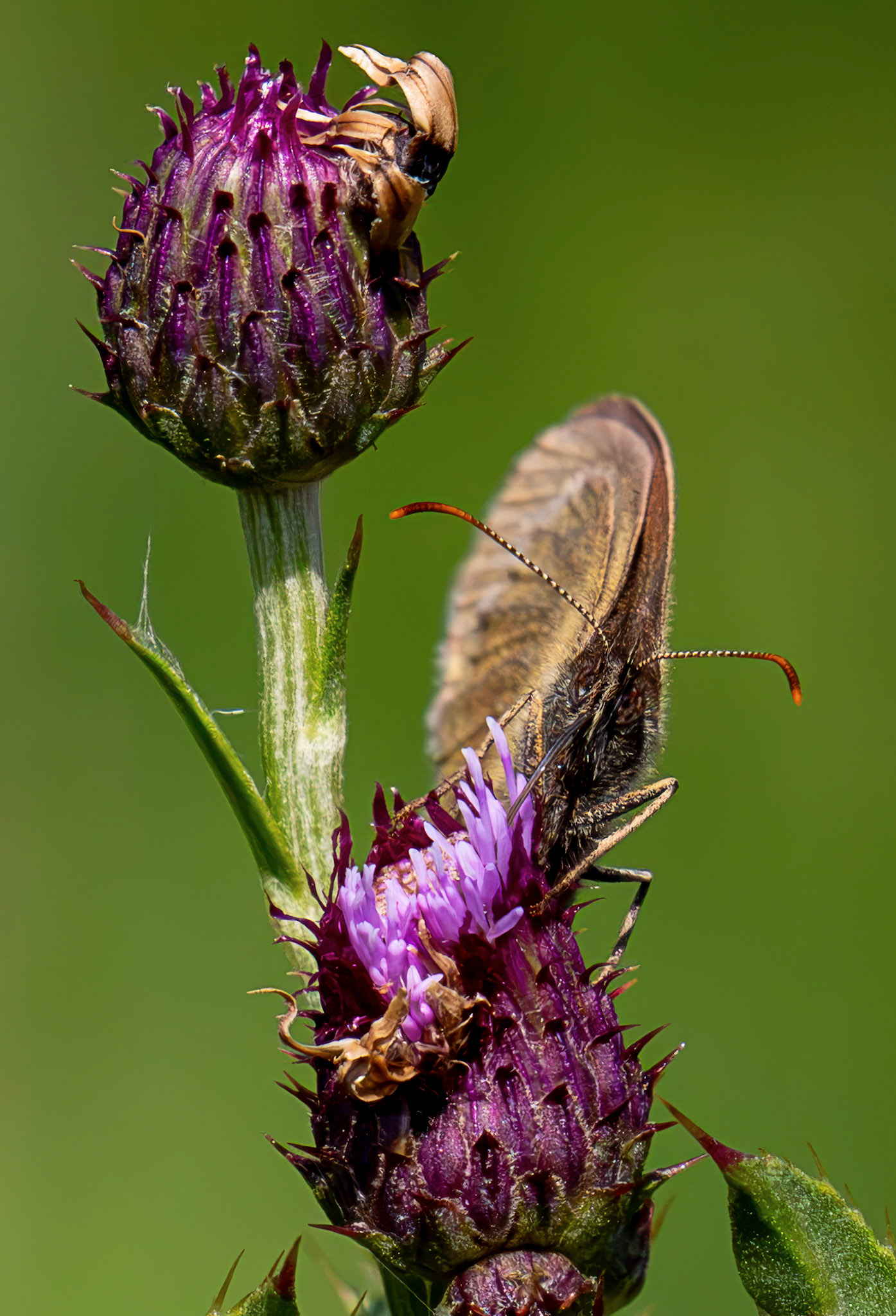 Ringlet butterfly (Aphantopus hyperantus) Blawhorn Moss 16 July 2026