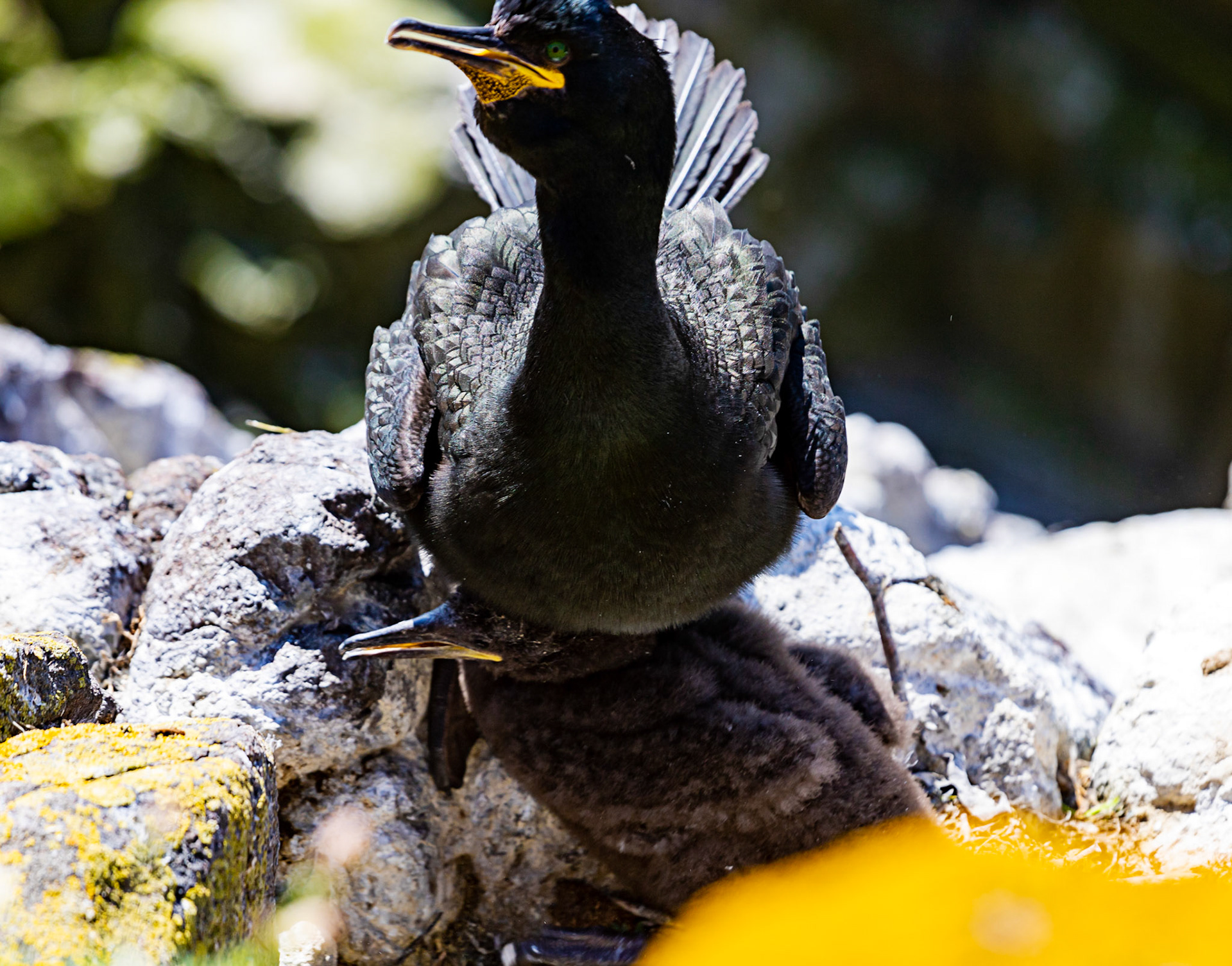 Isle of May - 04 June 2022