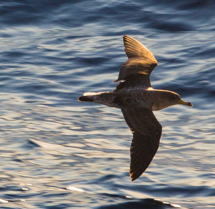 I have never seen as many Scopoli's Shearwaters as I have during out Med Cruise this year.