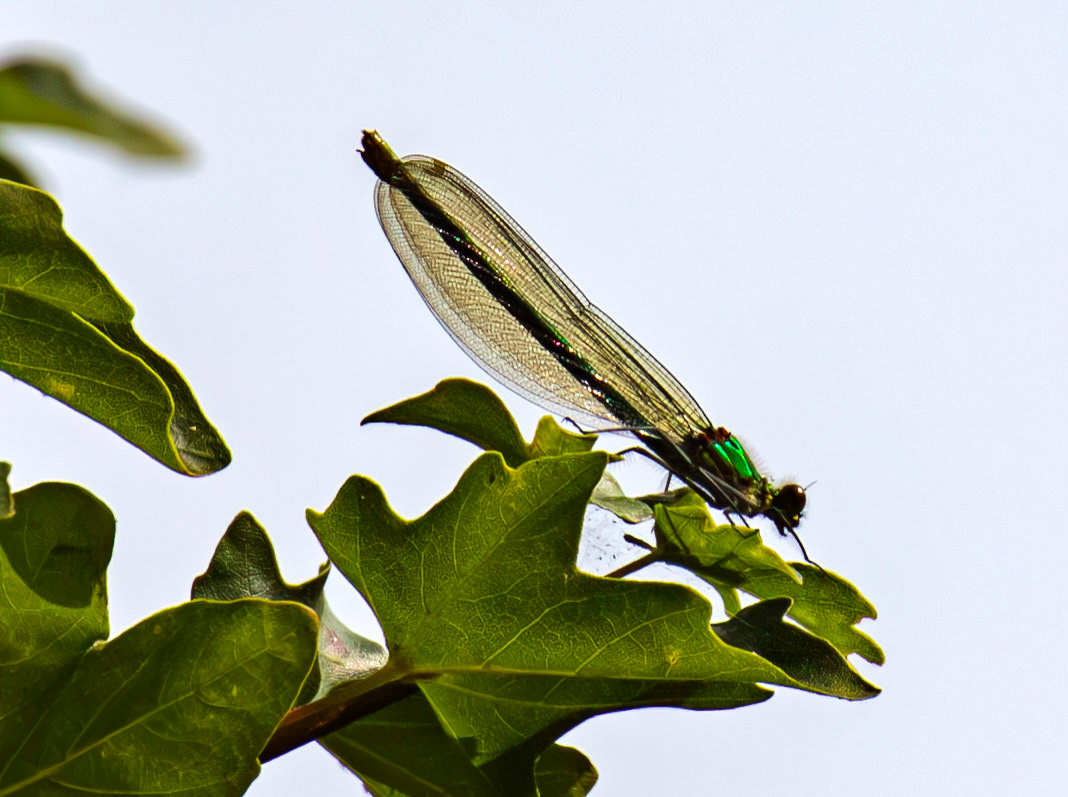 Banded Demoiselle (Calopteryx splendens) Walk Thames Path MArlow to Bourne End 06 August 2025