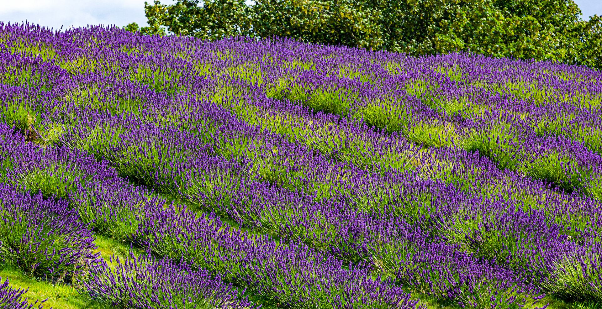 I spent an amazing few hours at Scottish Lavender Oils. They are so dedicated to nature and not to profit!