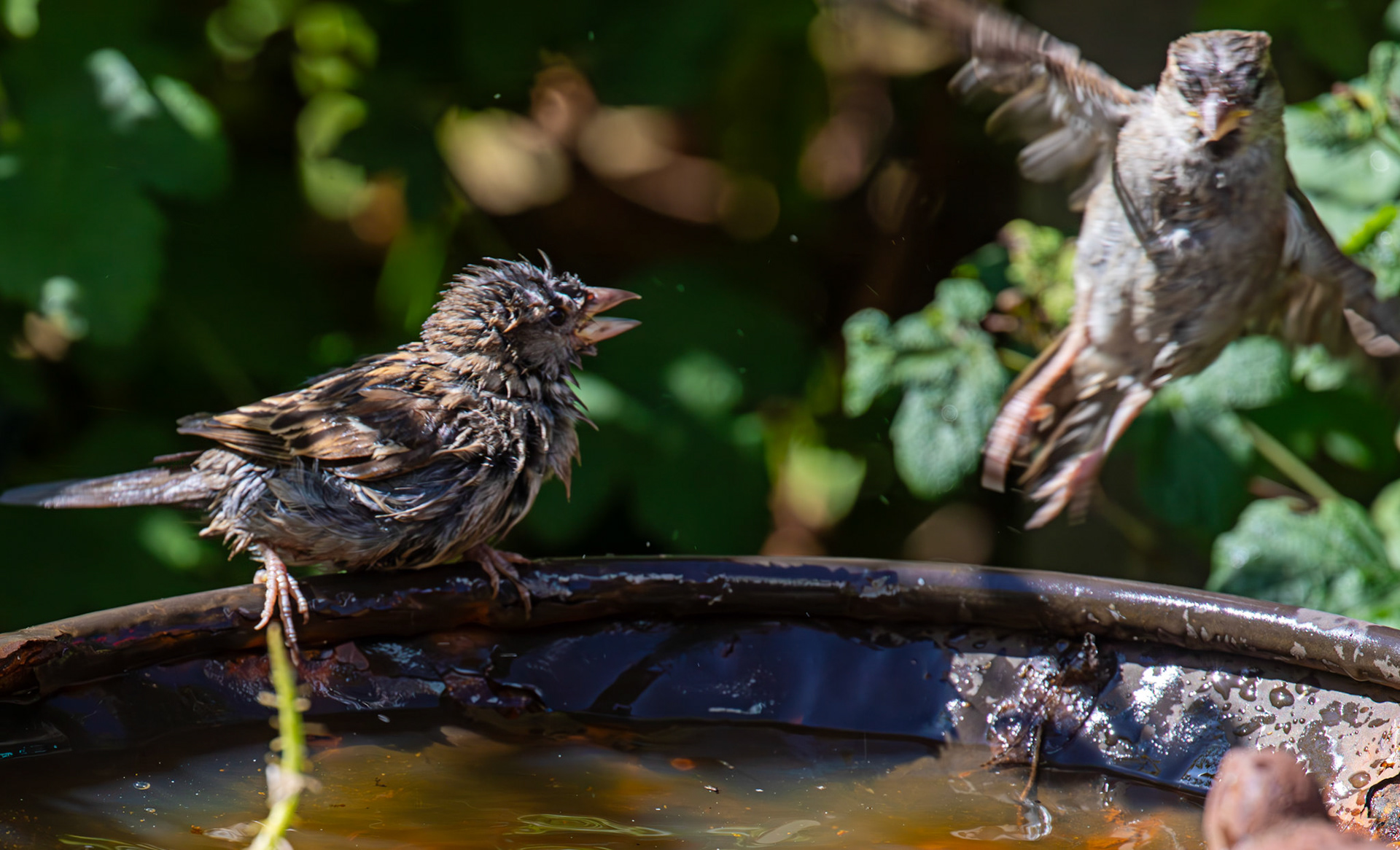 House Sparrows bathing in Livingston 12 July 2025