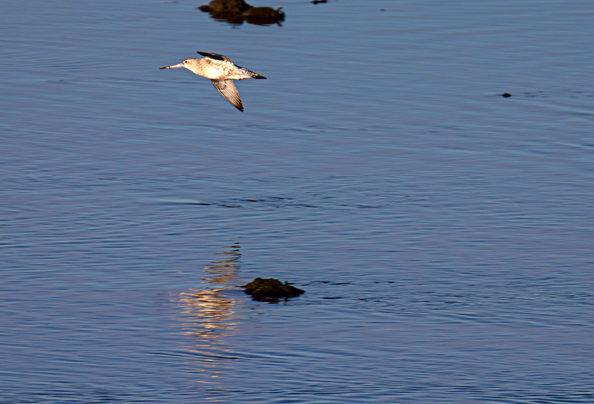 Bar Tailed Godwit, River Esk Musselburgh 18 November 2024