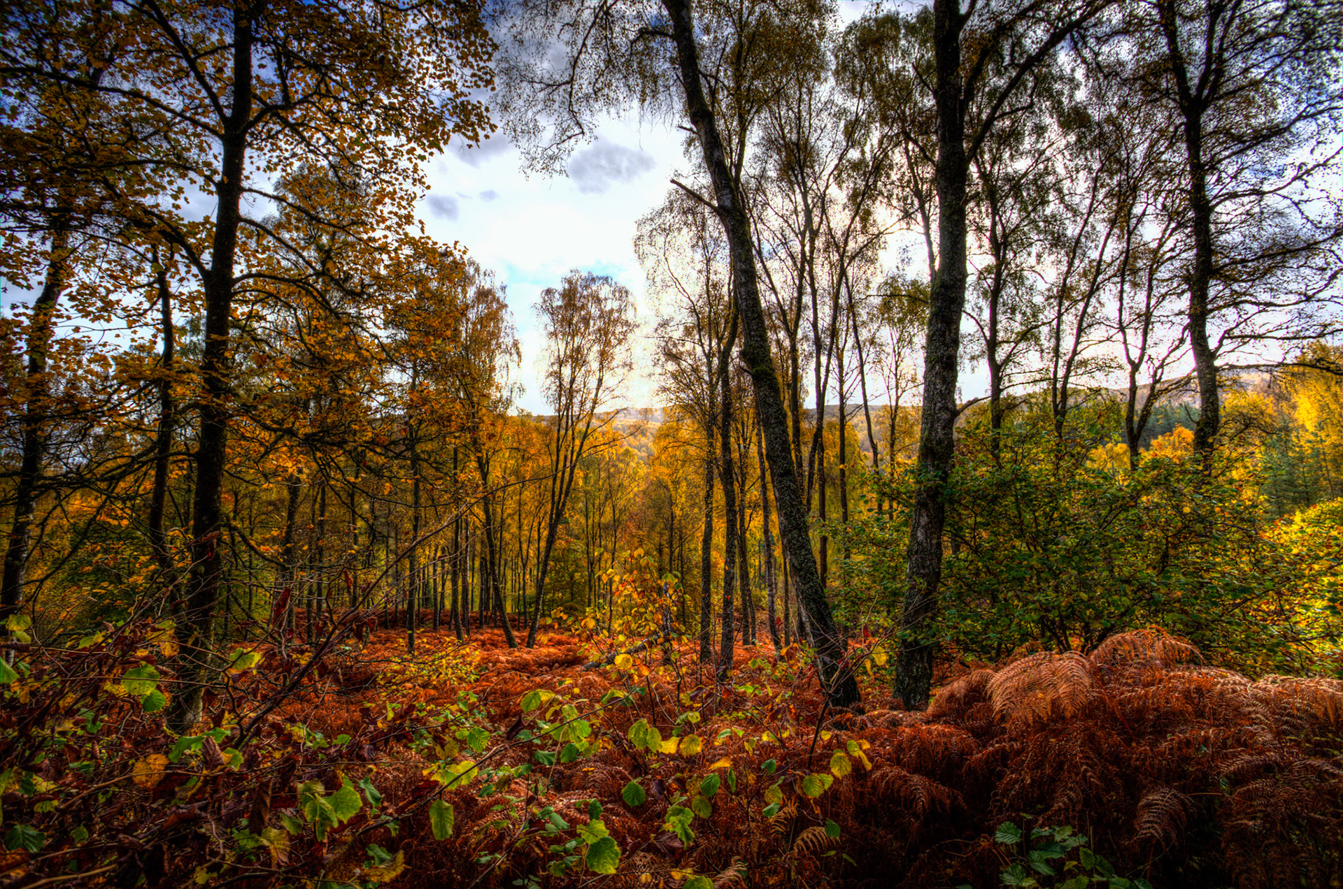 Autumnal Tour around Perthshire 19 October 2024