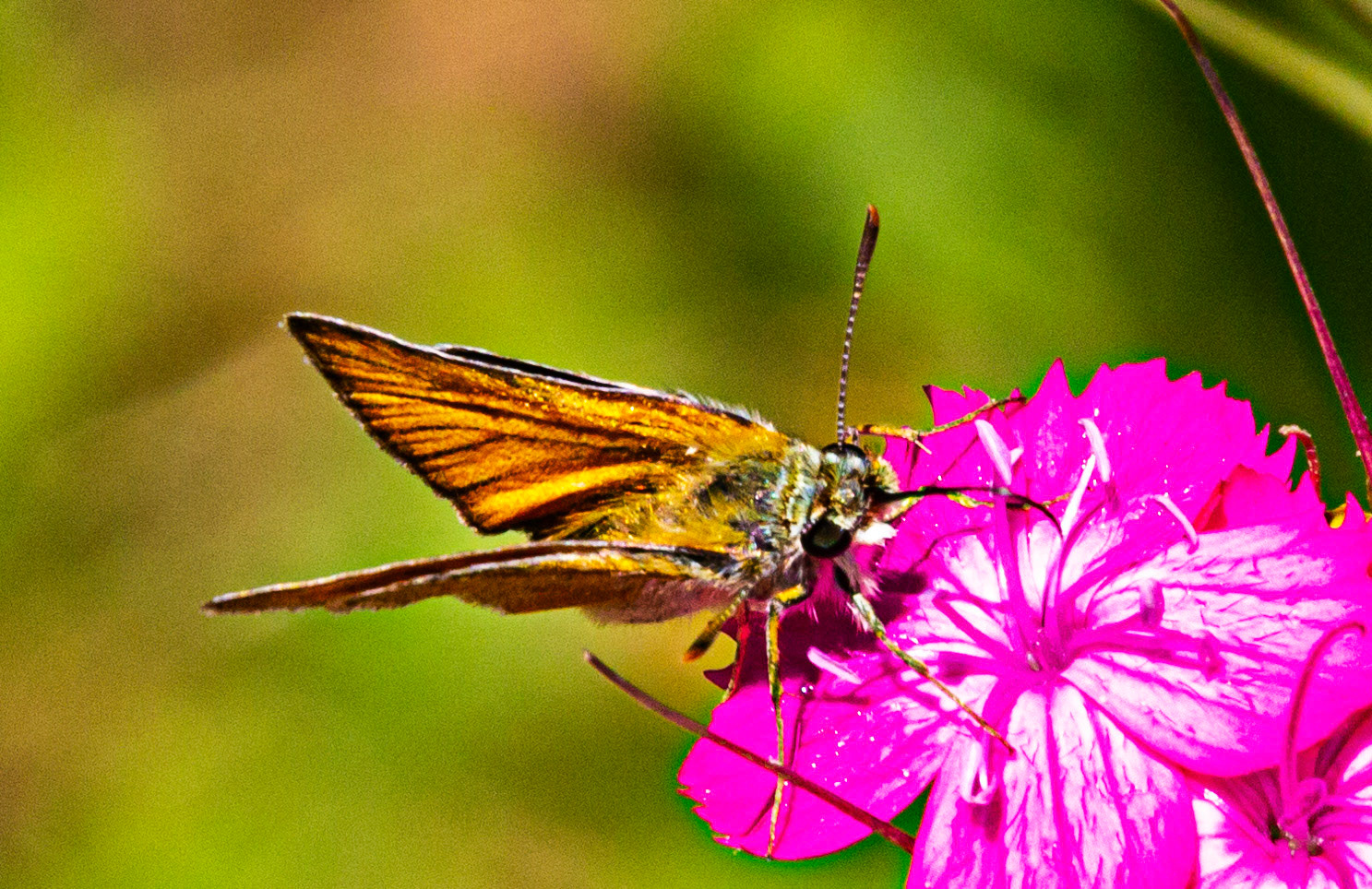 Mottistone IOW 16 July 2022