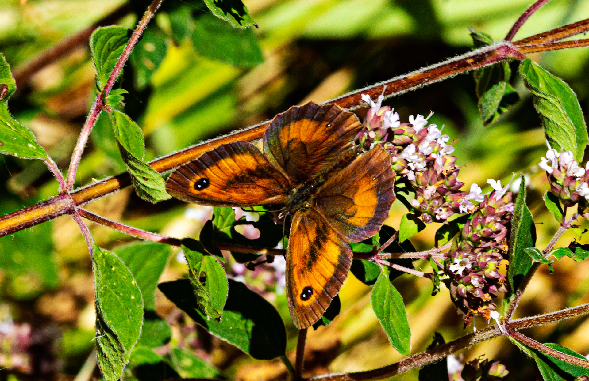 Mottistone IOW 16 July 2022