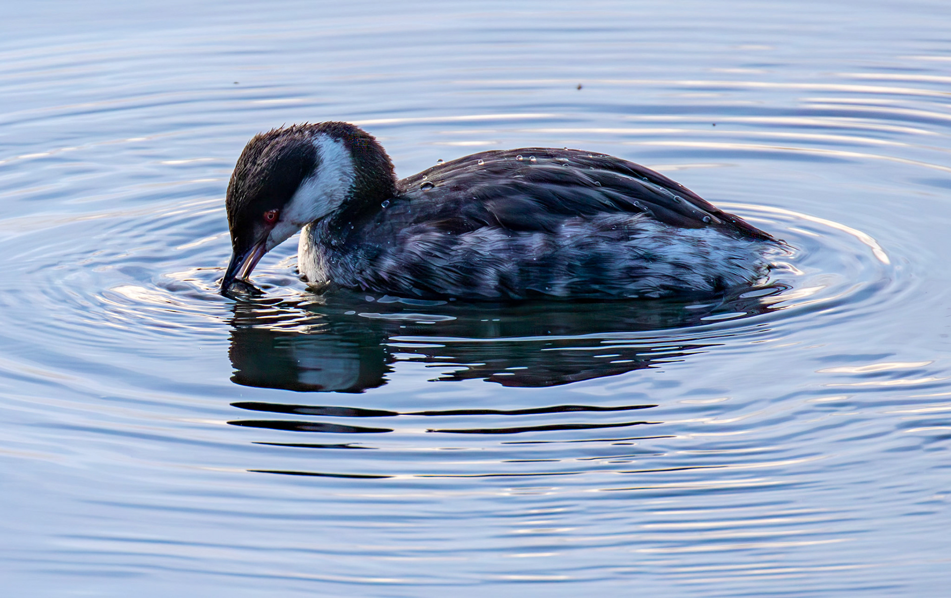 Slavonian Grebe at Linlithgow Loch 18 March 2026