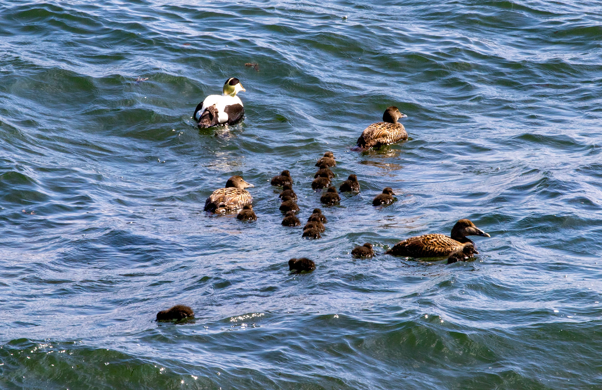 Eider at East Wemyss 25 May 2024