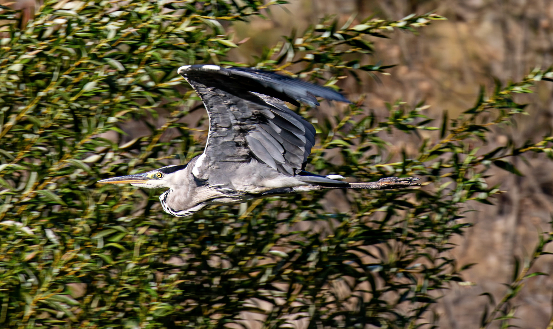 Grey Heron - Douro cruise 21 August 2026