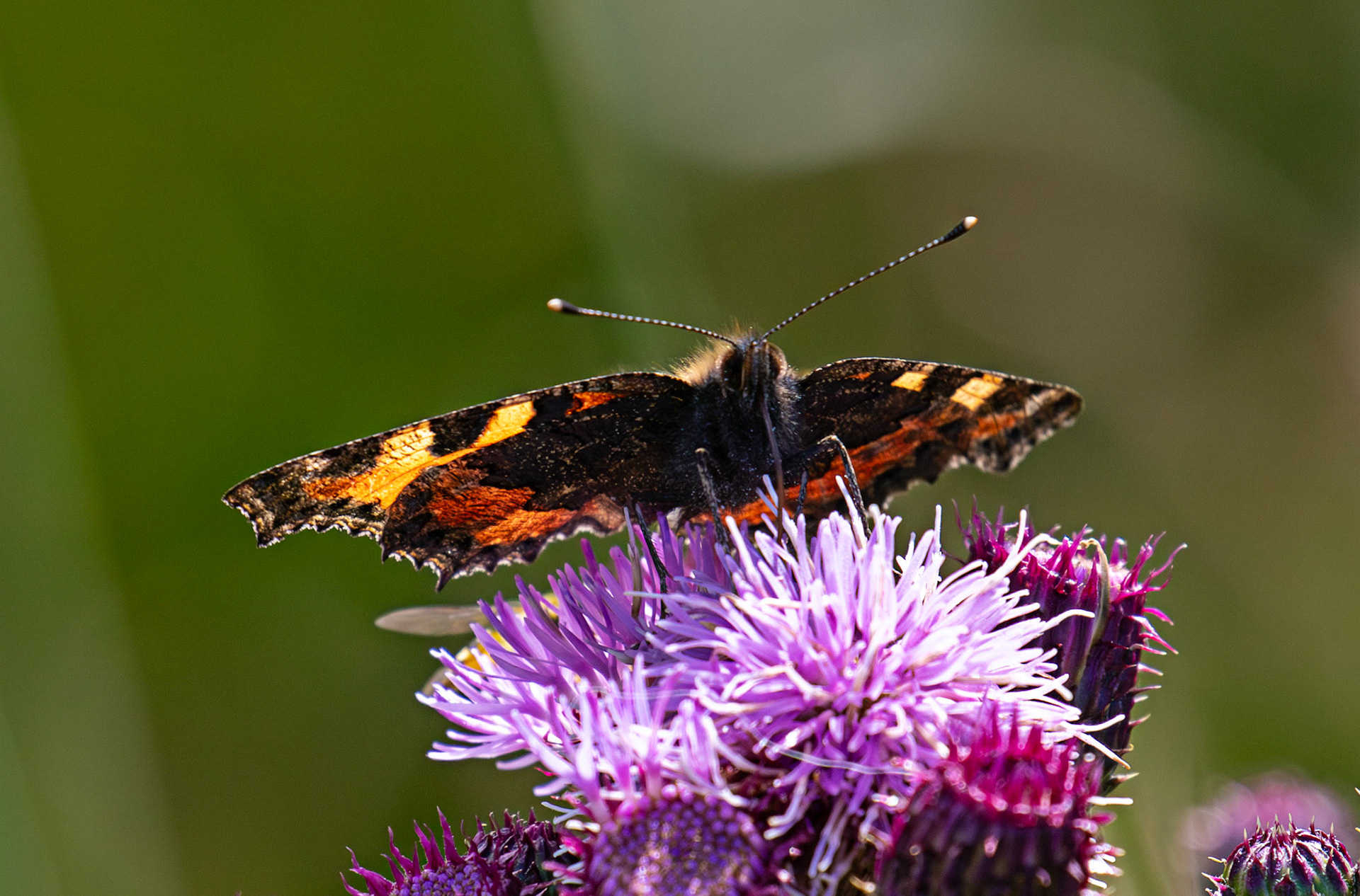 Small Tortoiseshell - Harperrig 08 July 2025