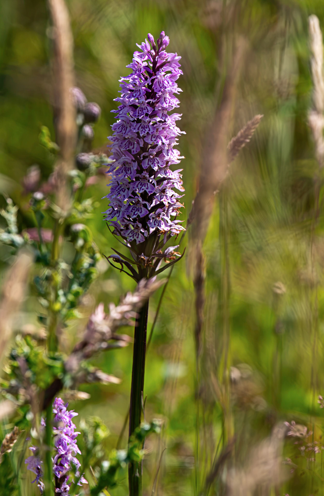Common spotted-orchid (Dactylorhiza fuchsii) Pates Hill Wind Farm 14 July 2026