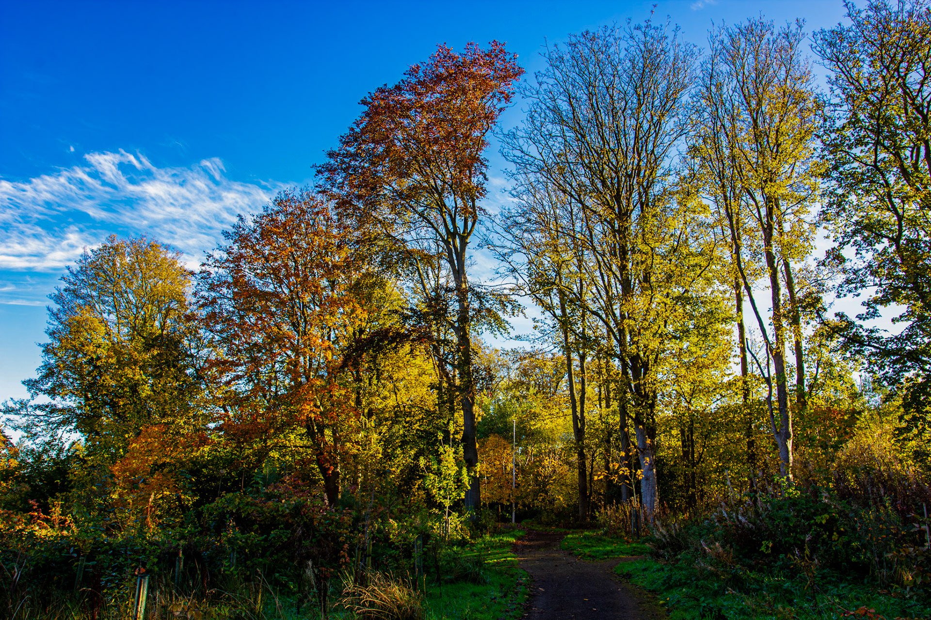 Beech Trees - Almondell at East Calder 27 October 2025