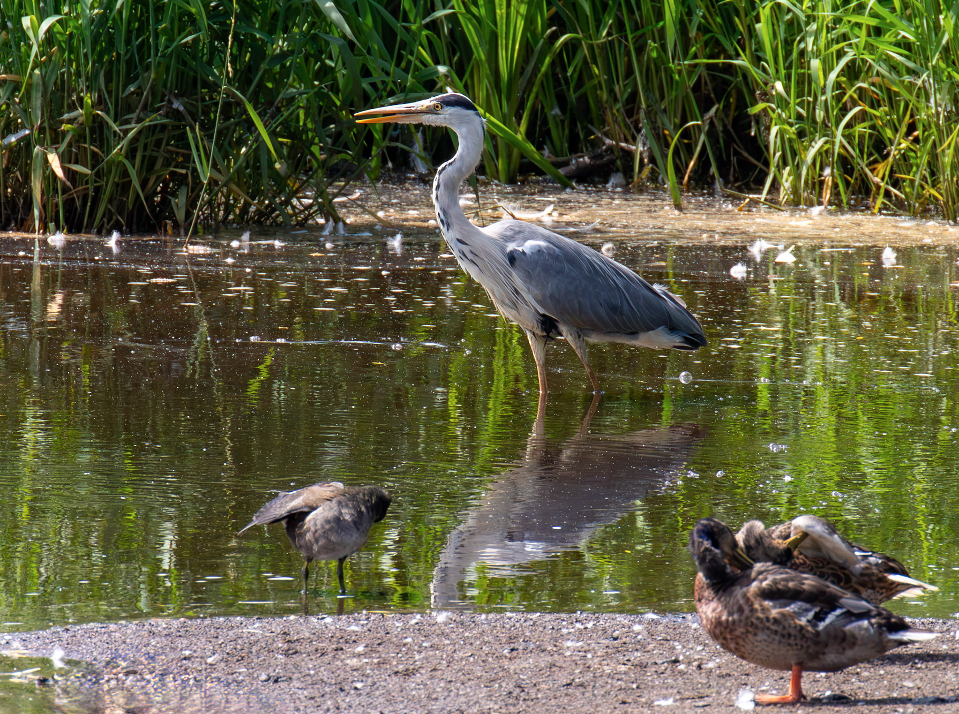Grey Heron at Pools of Almond, Livingston 23 June 2026
