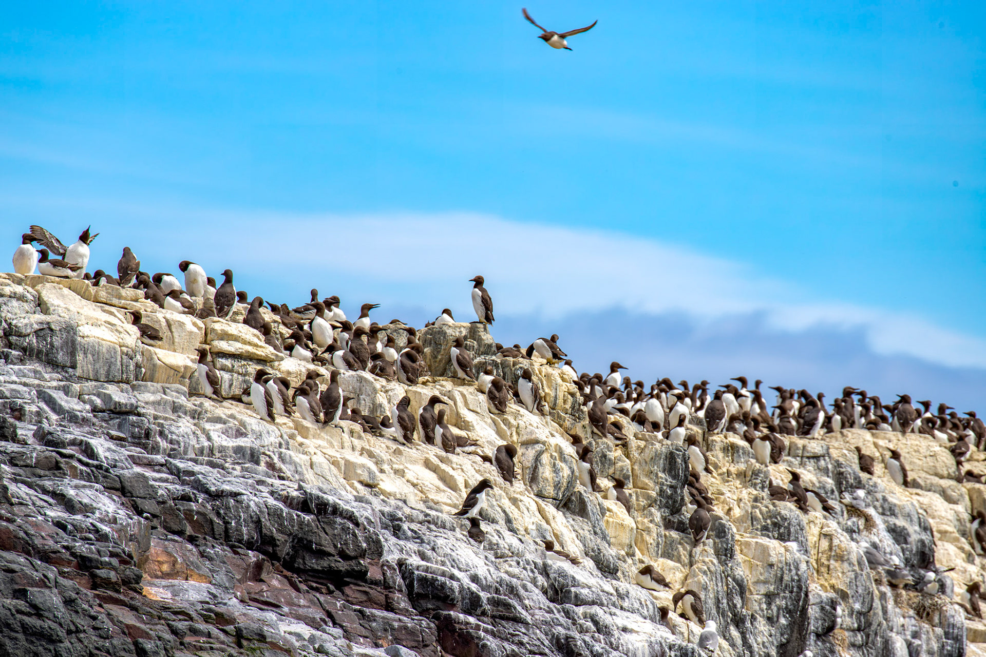 Guillemots, Razorbills &amp; Kittiwakes - Farne Islands 03 July 2026