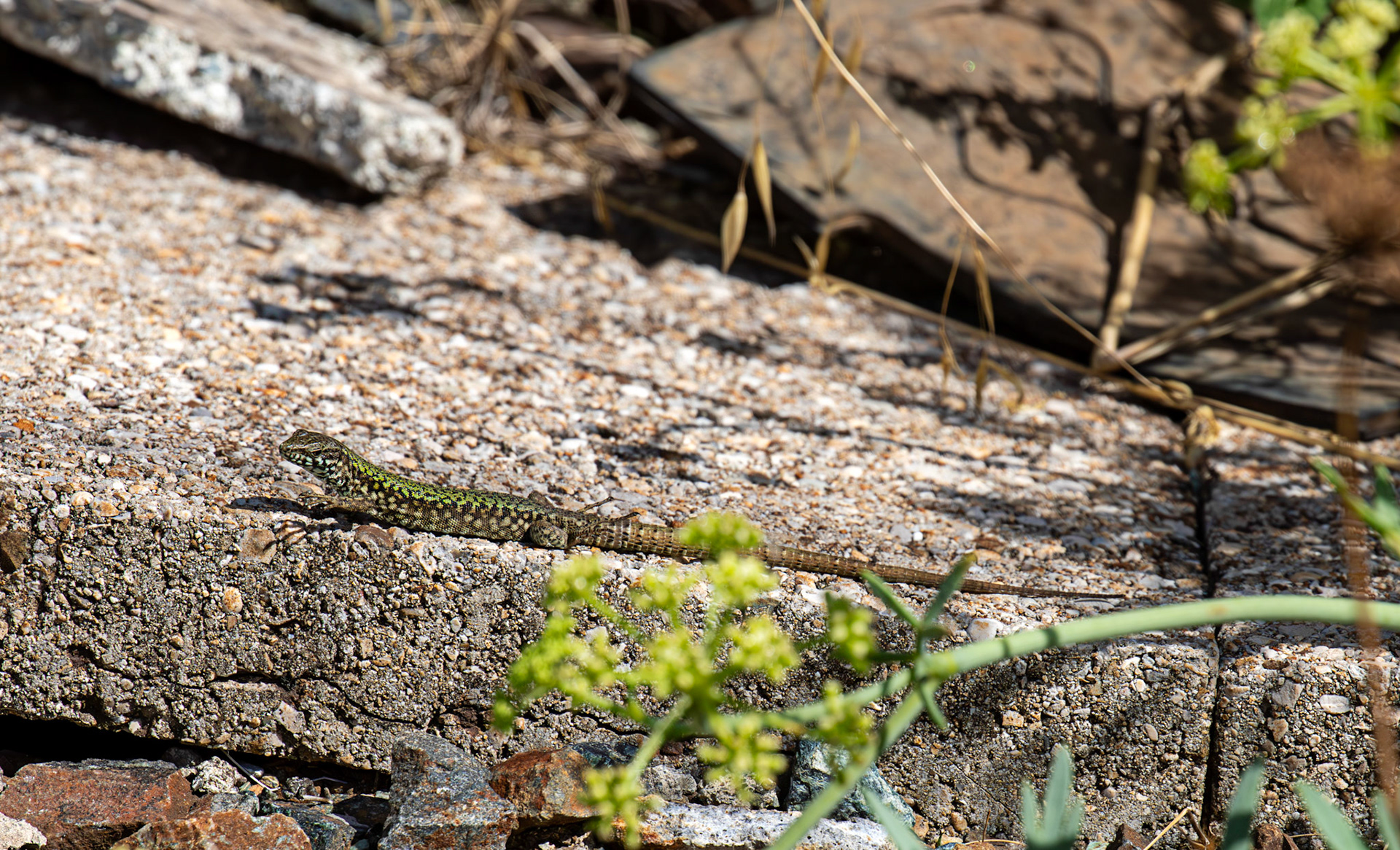 Italian Wall Lizard (Podarcis sicula) - Riomaggiore 06 Sept 2025