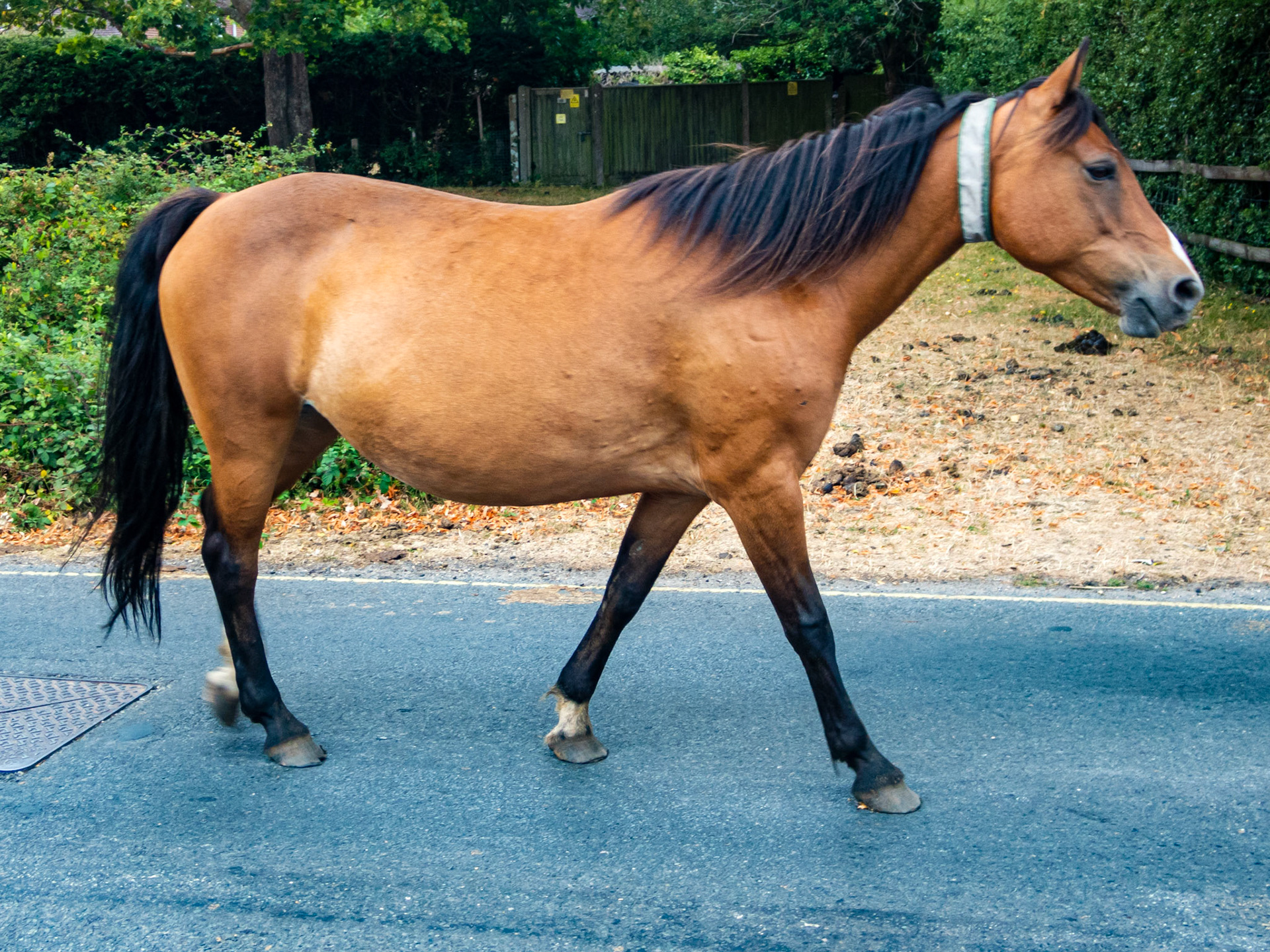 Brockenhurst 22 July 2022