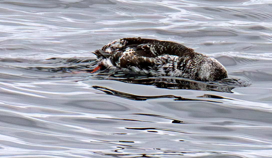 Black Guillemot - John O'Groats 03 May 2026