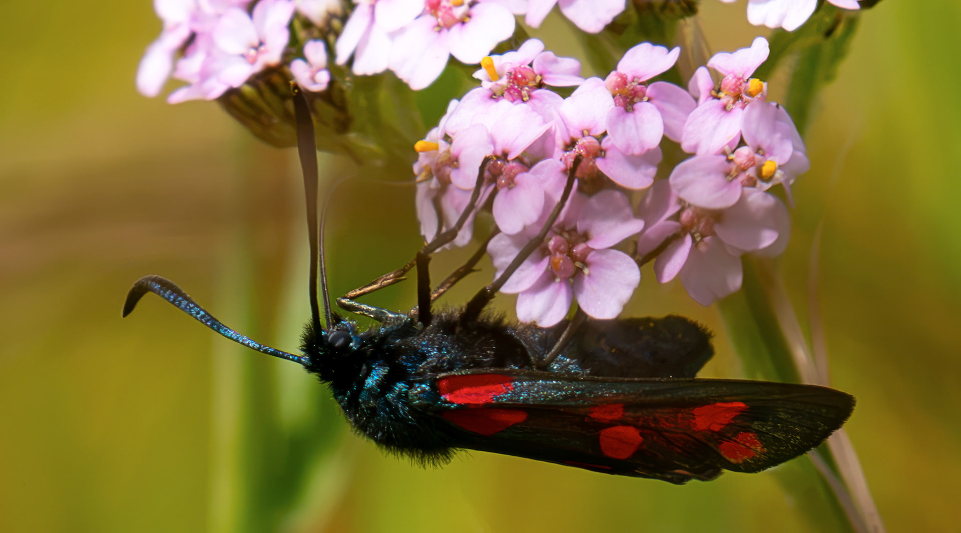 Six-spot burnet moth (Zygaena filipendulae) - Harperrig 14 July 2026