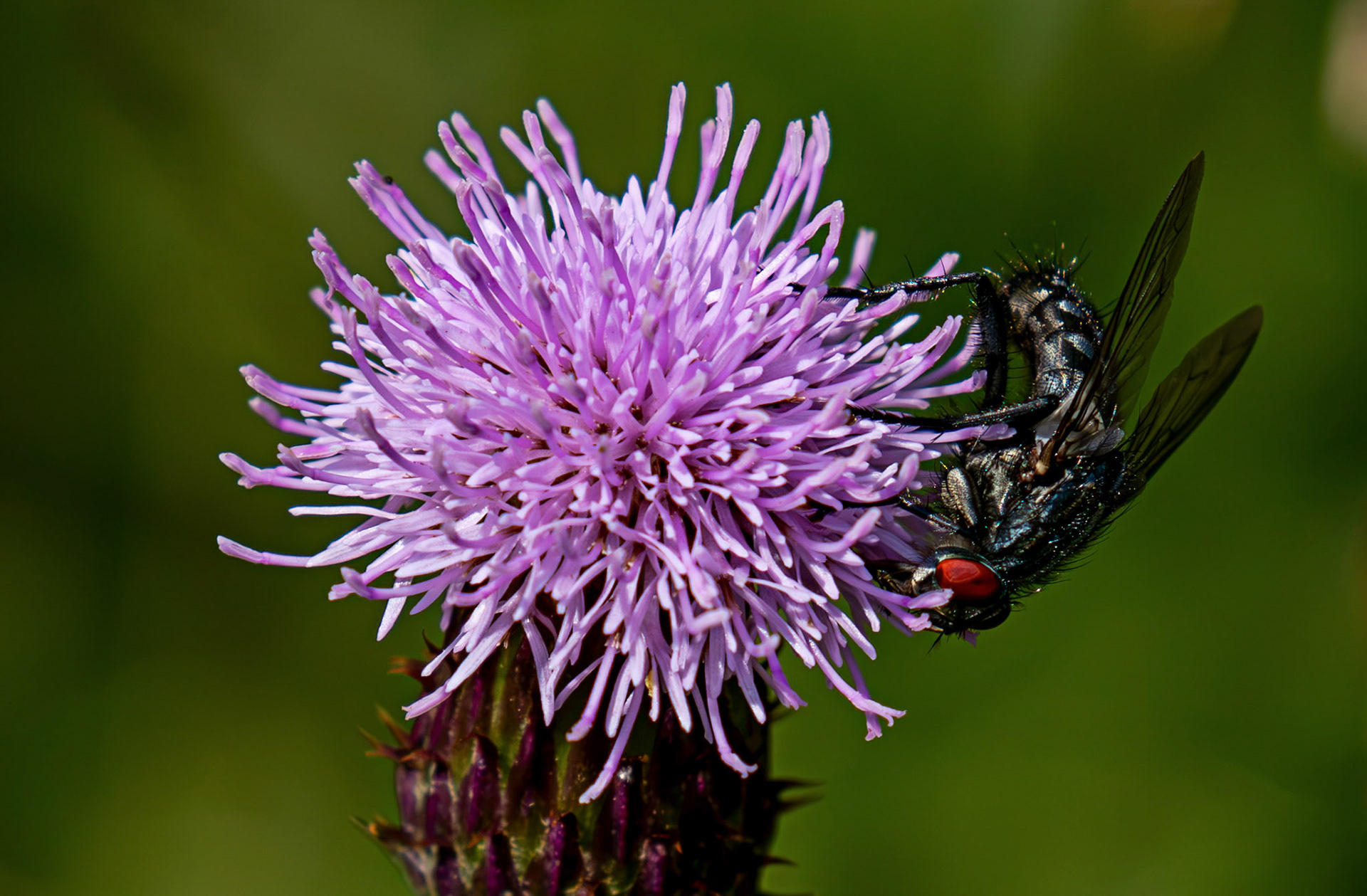 Flesh fly of the genus Sarcophaga - Blawhorn Moss 16 July 2026