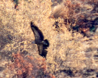 Cinereous Vulture (Aegypius monachus) Eurasian Black Vulture - Barca de Alva 23 August 2026