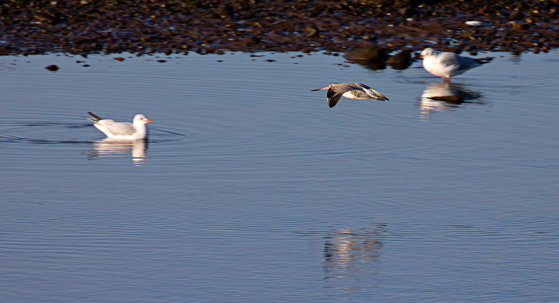 Bar Tailed Godwit, River Esk Musselburgh 18 November 2024