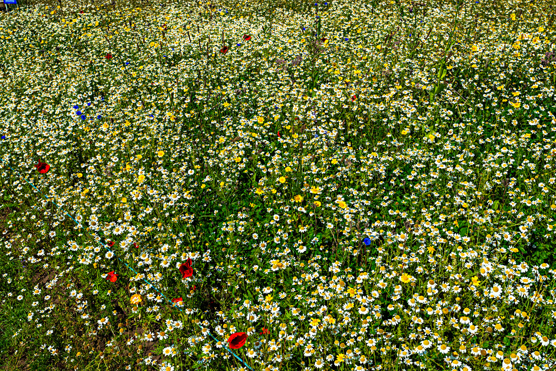 I spent an amazing few hours at Scottish Lavender Oils. They are so dedicated to nature and not to profit!