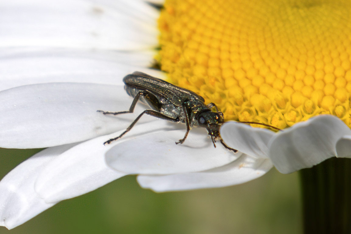 False Blister beetle (Oedemera virescens) at The Knock, Bathgate Hills 20 June 2026