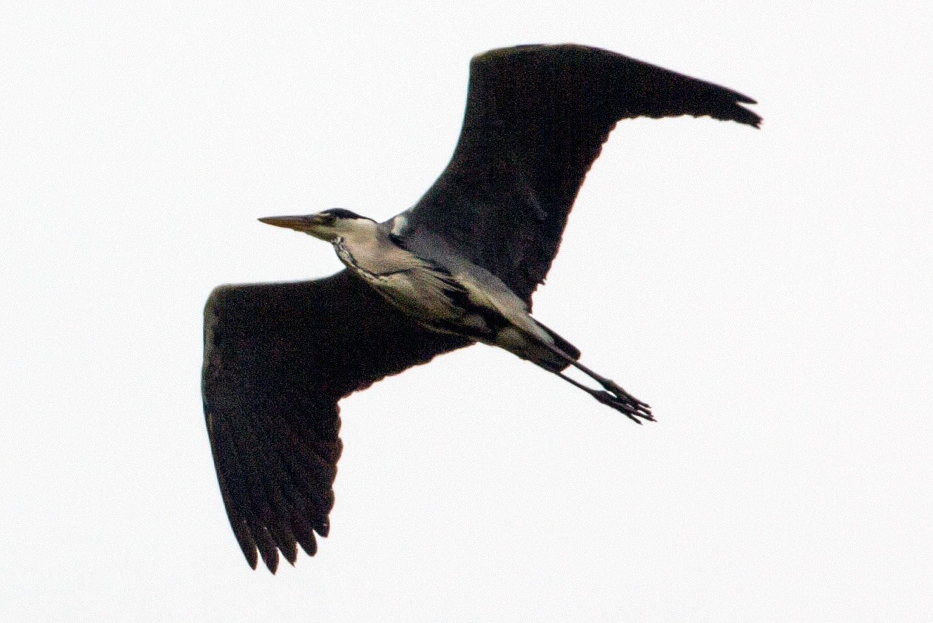 CernayPlease see my other Photographs at: http://www.jamespdeans.co.uk/