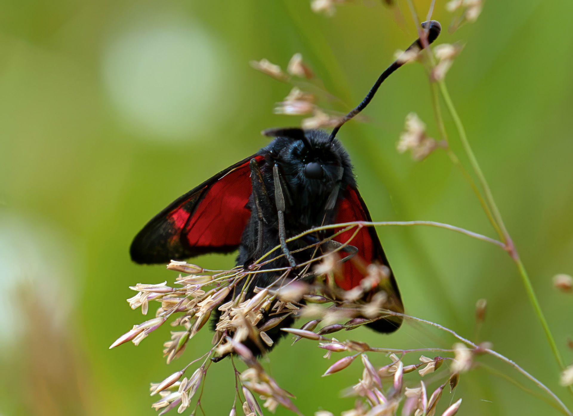 Six-spot burnet moth (Zygaena filipendulae) - Harperrig 14 July 2026