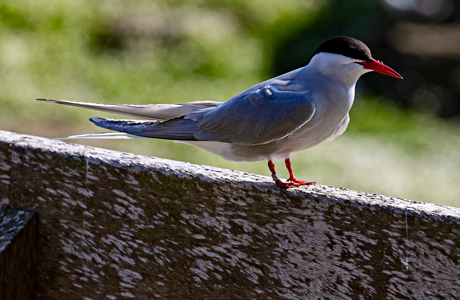 Isle of May - 04 June 2022