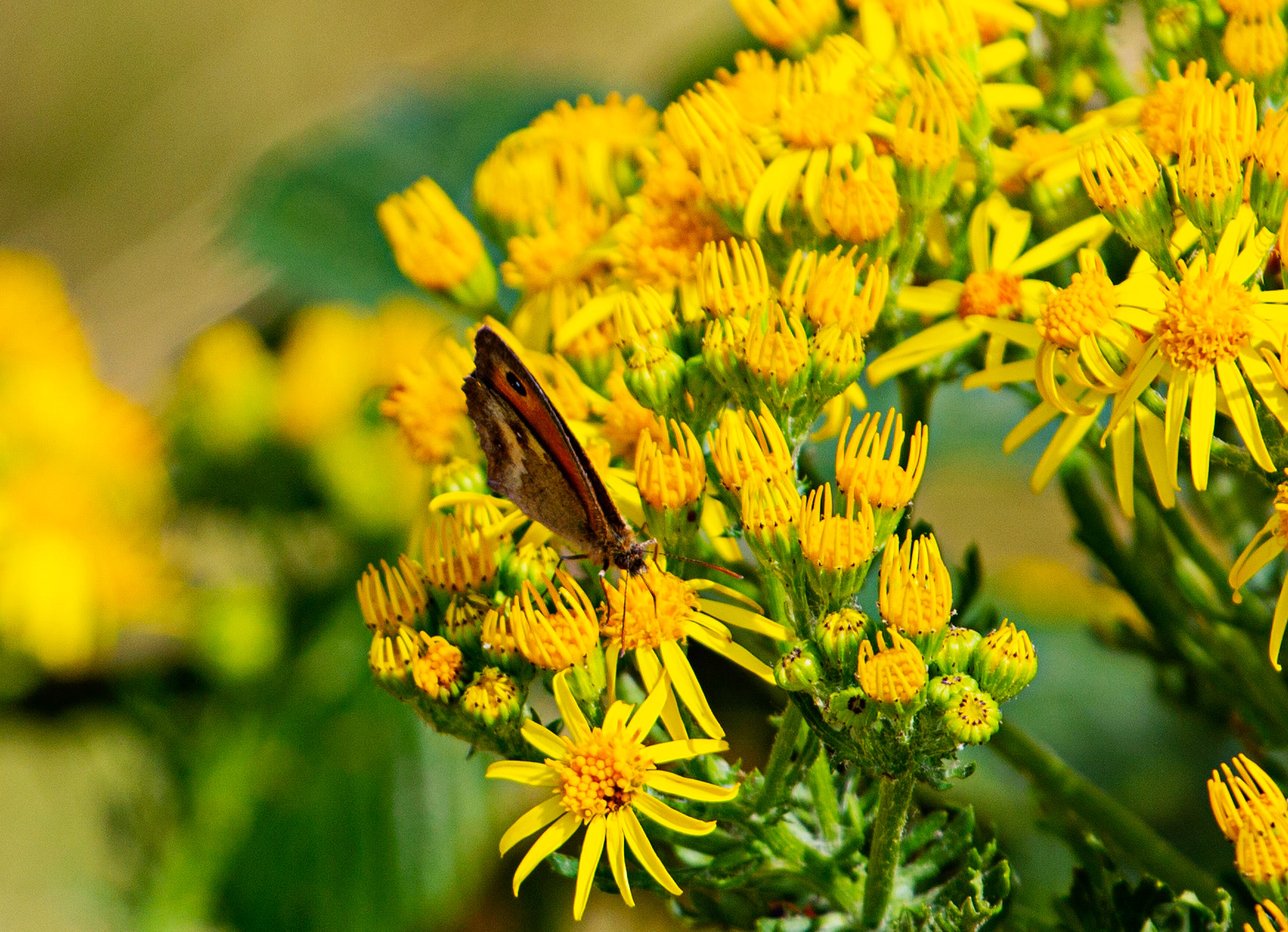 Ventnor Downs 13 July 2022